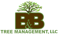 B&B Tree Management