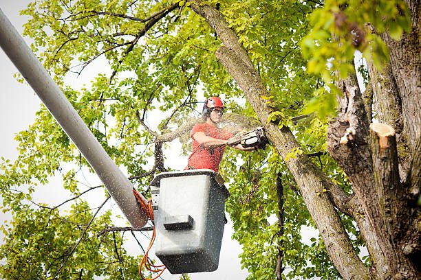 Arborist in Knoxville, Tennessee