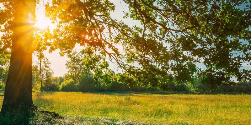 Tree Restoration in Sevierville, Tennessee