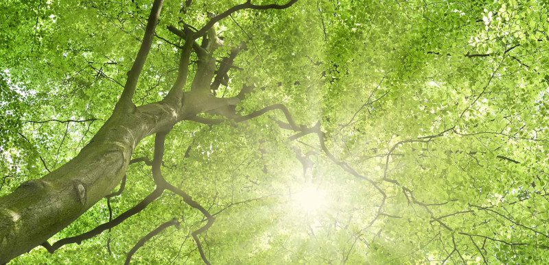 Summer Tree Care in Sevierville, Tennessee