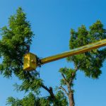 Spring Tree Care in Sevierville, Tennessee