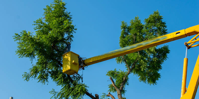Spring Tree Care in Knoxville, Tennessee