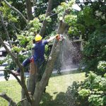 Emergency Tree Removal in Sevierville, Tennessee