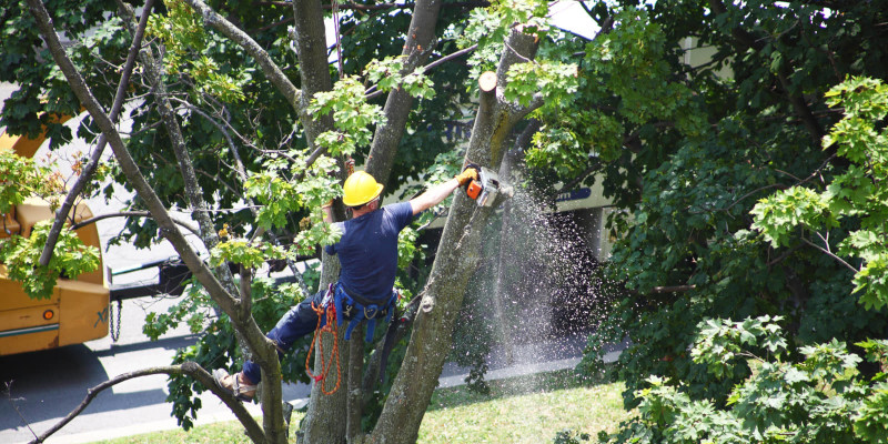 Emergency Tree Removal in Knoxville, Tennessee