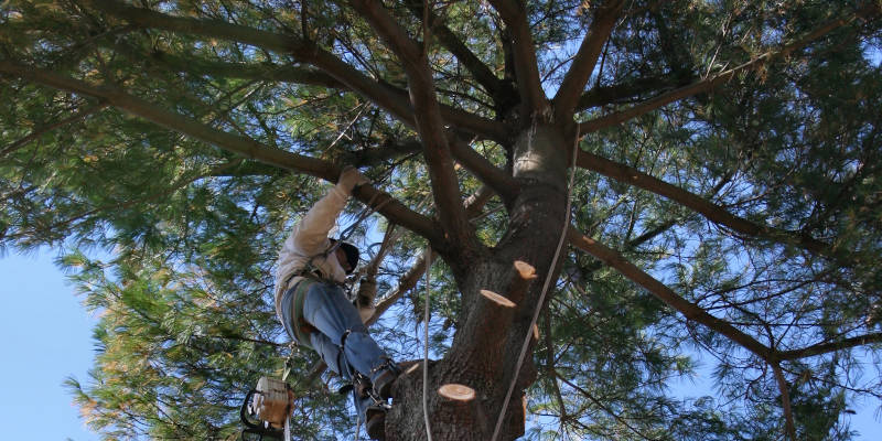 Tree Care Company in Knoxville, Tennessee