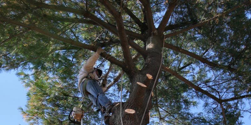 Tree Branch Removal in Sevierville, Tennessee