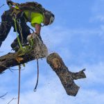 Certified Arborist in Sevierville, Tennessee