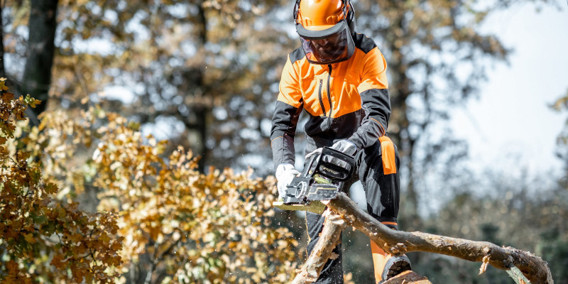 Fall Tree Care in Sevierville, Tennessee
