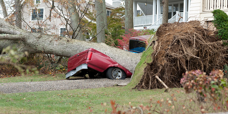 Do All Major Tree Problems Require Tree Removal?