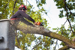 Reasons to Leave Tree Care to a Professional Tree Service