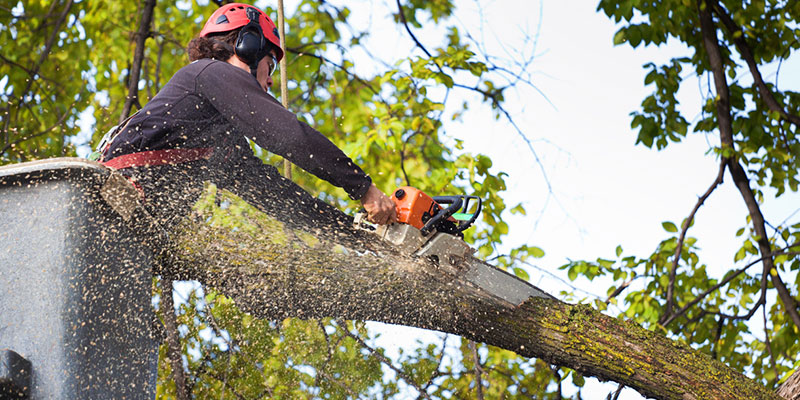 Reasons to Leave Tree Care to a Professional Tree Service