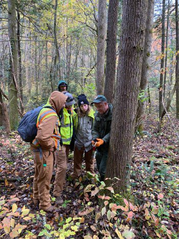 Spring Tree Care in Sevierville, Tennessee