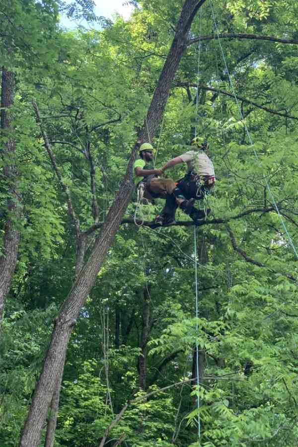 tree services