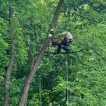 Certified Arborist in Sevierville, Tennessee