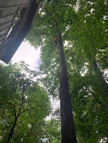 Tree Surgeon in Sevierville, Tennessee