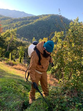 Tree Restoration in Sevierville, Tennessee