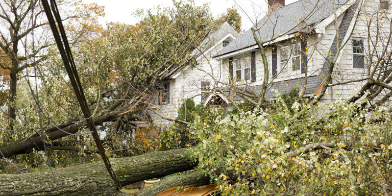 Tree Insurance Claim in Sevierville, Tennessee