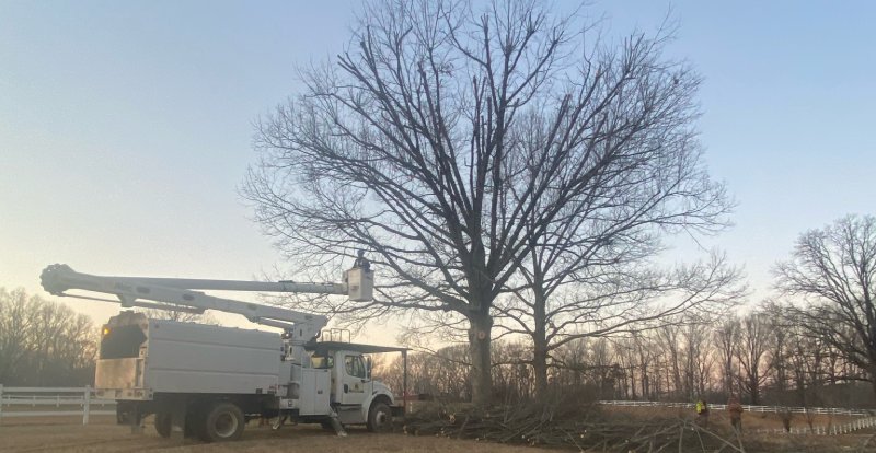 Tree Pruning in Gatlinburg, Tennessee