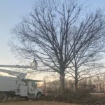 Tree Pruning in Gatlinburg, Tennessee