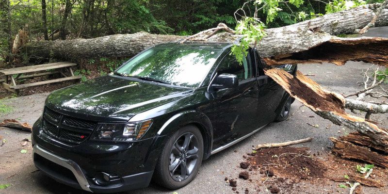 Emergency Tree Services 101: What to do When You’re Dealing With a Tree Emergency