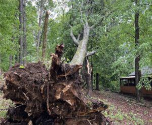 How to Prevent Common Tree Problems on Your Property