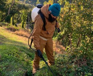 Why Consulting an Arborist is Worth the Effort