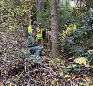 What You Can Expect from Our Tree Services