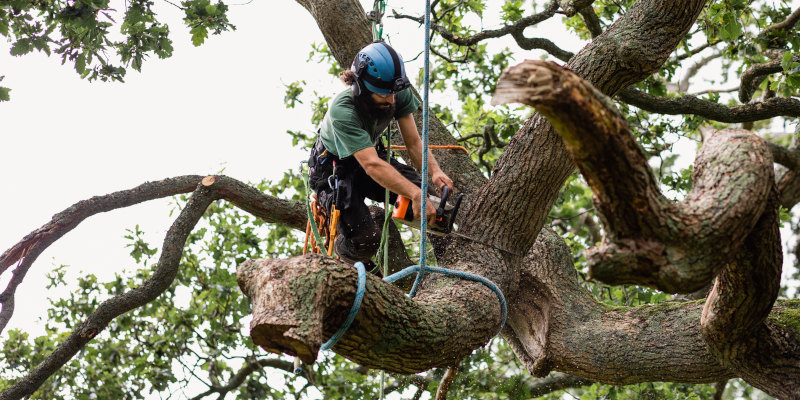 After-Hours Tree Service in Sevierville, Tennessee