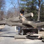 24-Hour Tree Removal