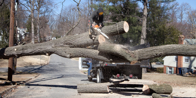 24-Hour Tree Removal in Sevierville, Tennessee