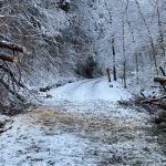 Winter Tree Care