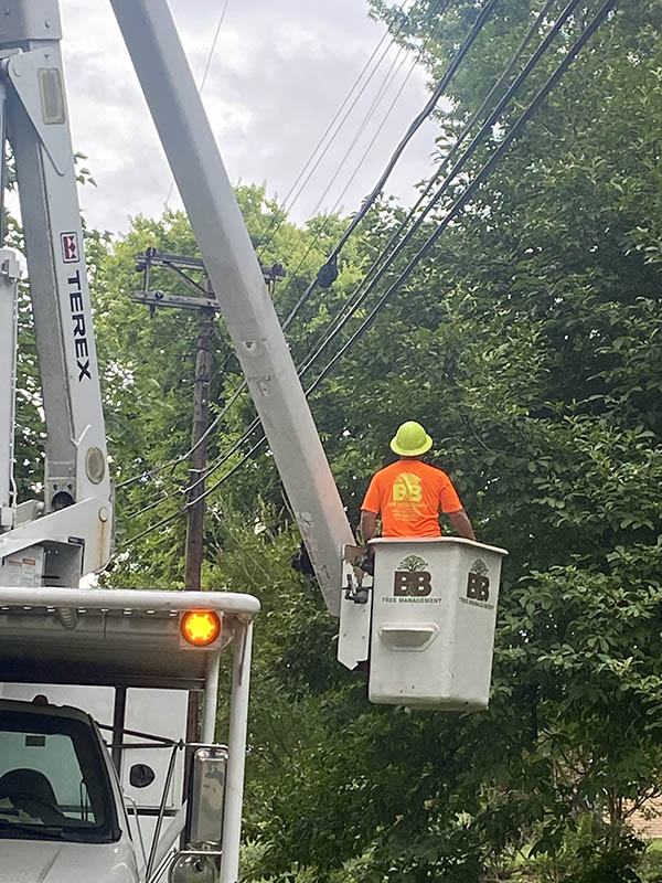 Tree Trimming in Knoxville, Tennessee