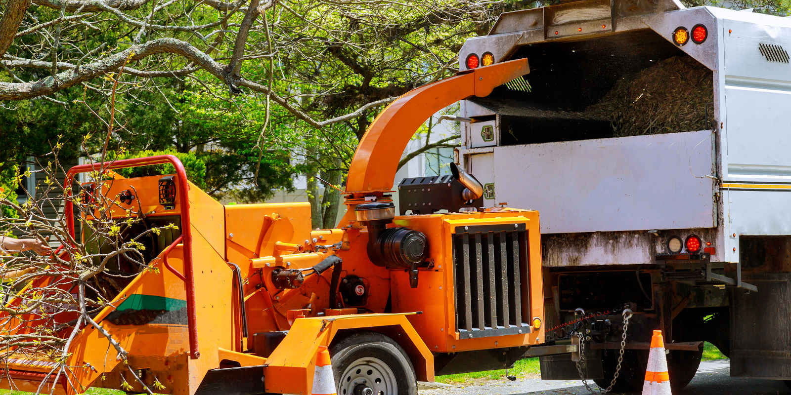 Tree Trimming Companies in Sevierville, Tennessee