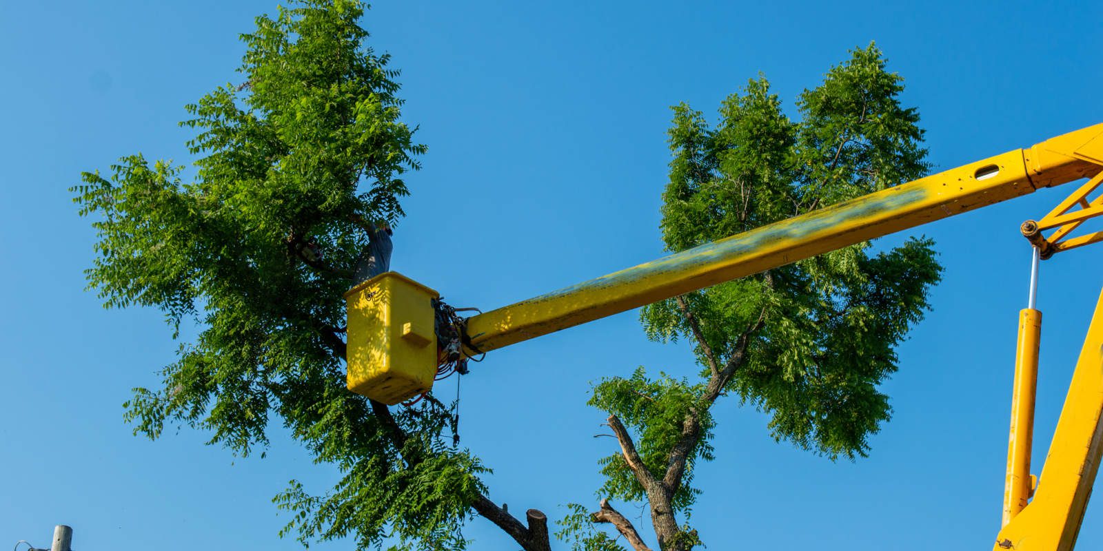 Property Clearing in Alcoa, Tennessee