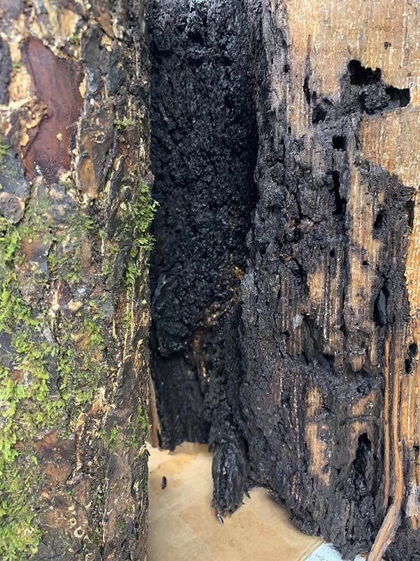 Tree Diseases in Sevierville, Tennessee