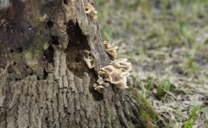 How Tree Fungus May Be Harming Your Trees