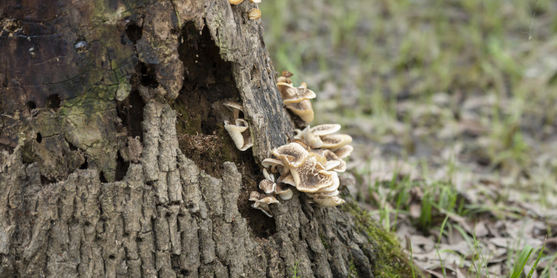 How Tree Fungus May Be Harming Your Trees