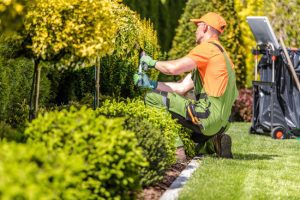 Show Your Landscape Some Love with Professional Plant Health Services