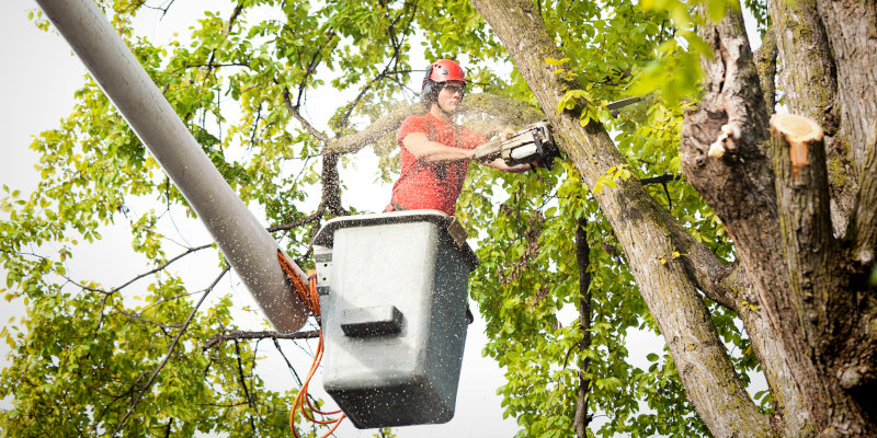 Don't Take the Risk! Why You Should Hire a Professional Tree Service