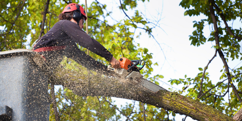 There’s a Storm Coming: Knowing When You Need Emergency Tree Removal