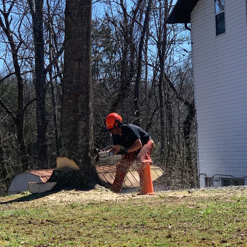 Tree Removal