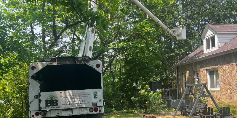 Tree Maintenance in Sevierville, Tennessee