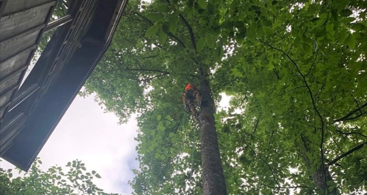 Tree Services in Sevierville, Tennessee