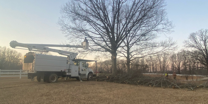 Seasonal Tree Care in Sevierville, Tennessee