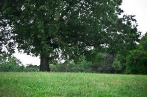 Professional Tree Service: Keep Your Property Healthy and Safe