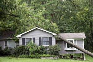 Signs That You Need Emergency Tree Removal