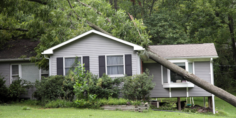 Signs That You Need Emergency Tree Removal
