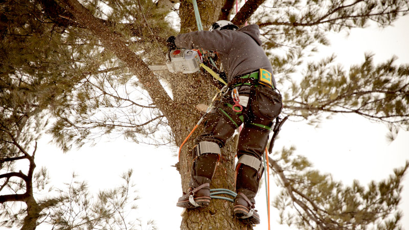 What Does an Arborist Do?