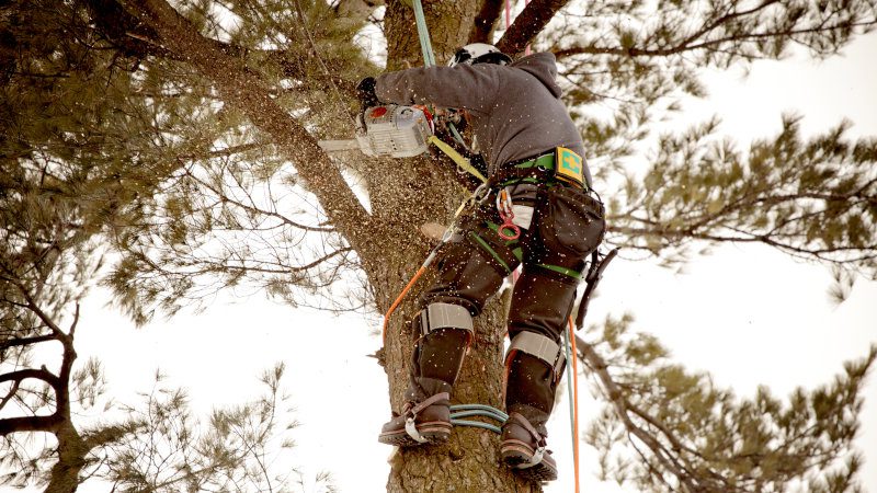 Tree Trimming Companies in Sevierville, Tennessee