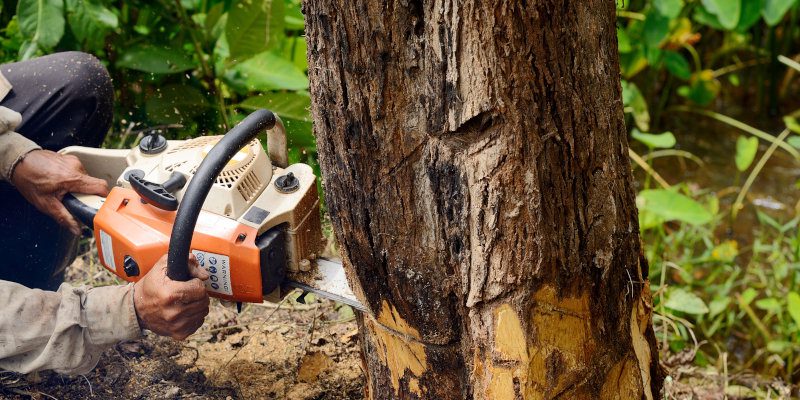 Tree Removal is a Last Resort, But Sometimes Necessary
